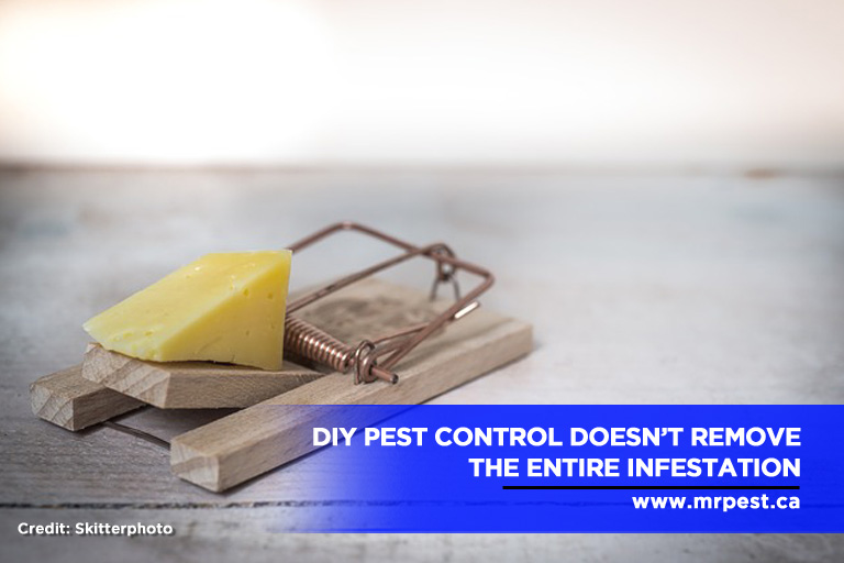 DIY pest control doesn’t remove the entire infestation