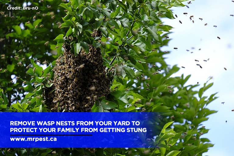 Remove wasp nests from your yard to protect your family from getting stung
