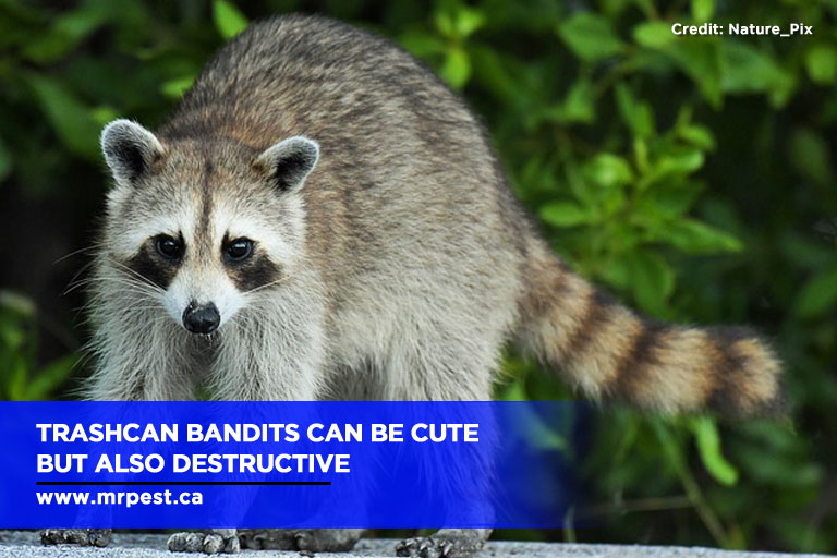 Trashcan bandits can be cute but also destructive