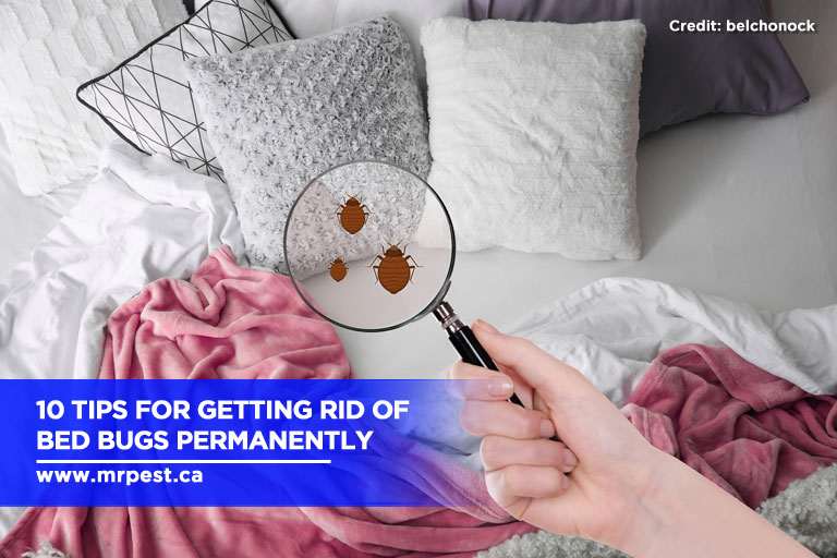 10 Tips For Getting Rid of Bed Bugs Permanently