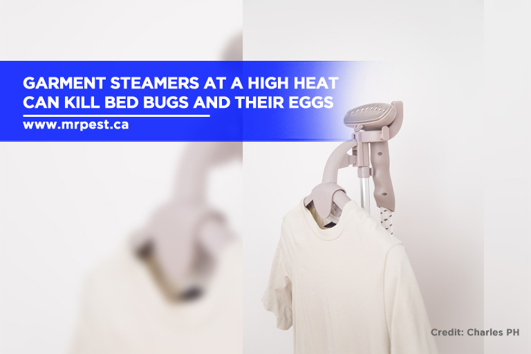 Garment steamers at a high heat can kill bed bugs and their eggs