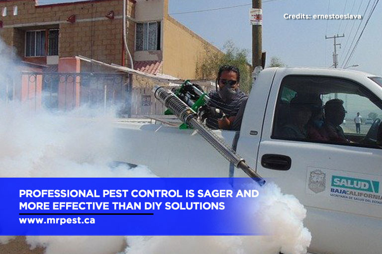 Professional pest control is sager and more effective than DIY solutions