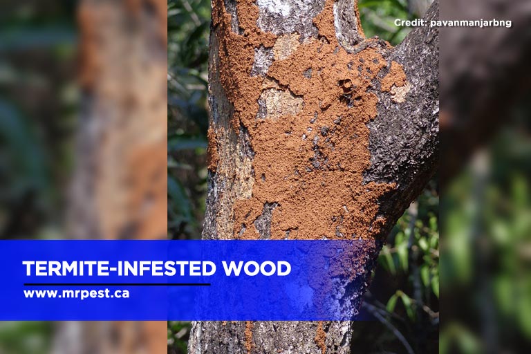 Termite-infested wood