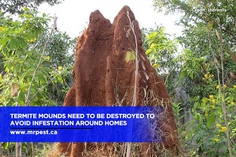 Termite mounds need to be destroyed to avoid infestation around homes
