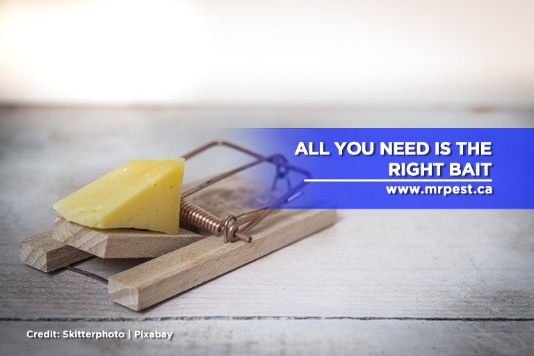 All you need is the right bait