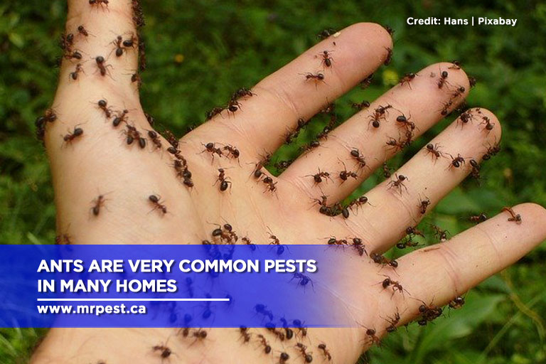 Ants are very common pests in many homes