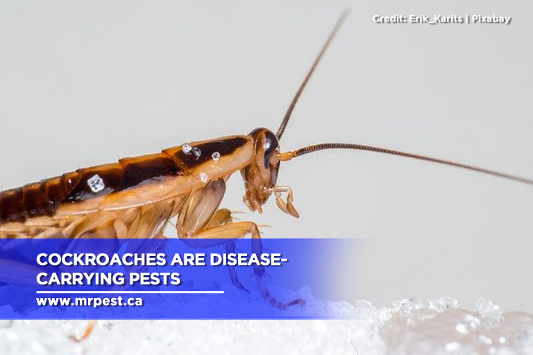 Cockroaches are disease-carrying pests