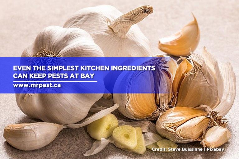 Even the simplest kitchen ingredients can keep pests at bay