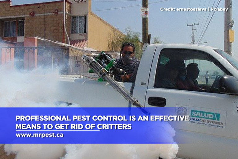 Professional pest control is an effective means to get rid of critters