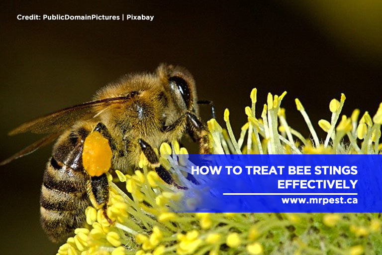 How to Treat Bee Stings Effectively