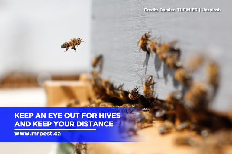 Keep an eye out for hives and keep your distance