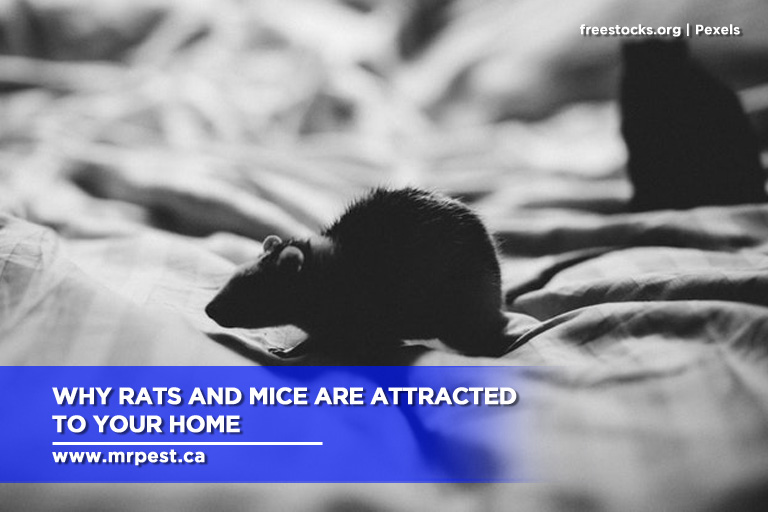 Why Rats and Mice Are Attracted to Your Home