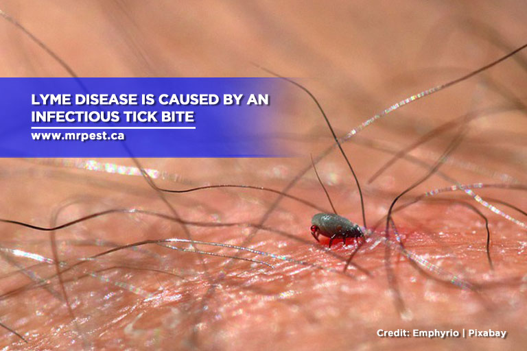 Lyme disease is caused by an infectious tick bite