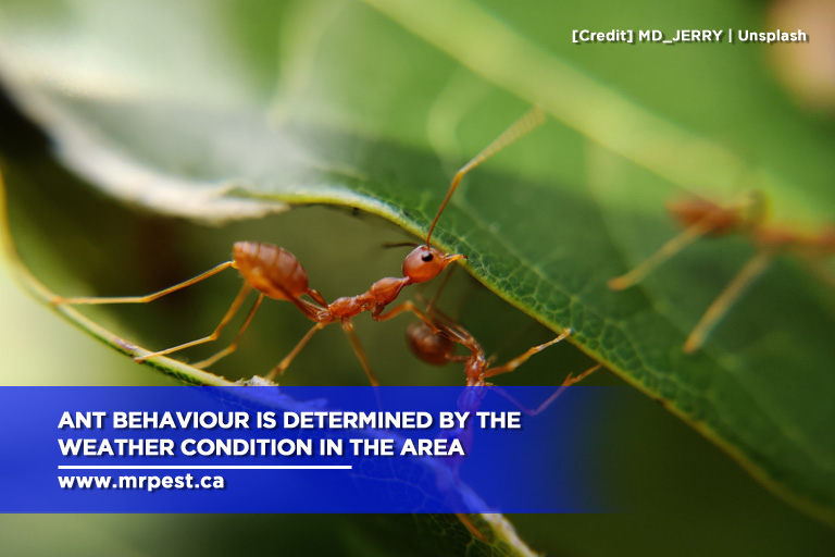 Ant behaviour is determined by the weather condition in the area