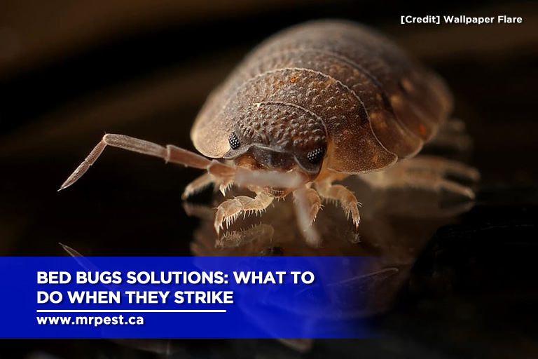 Bed Bugs Solutions: What to Do When They Strike