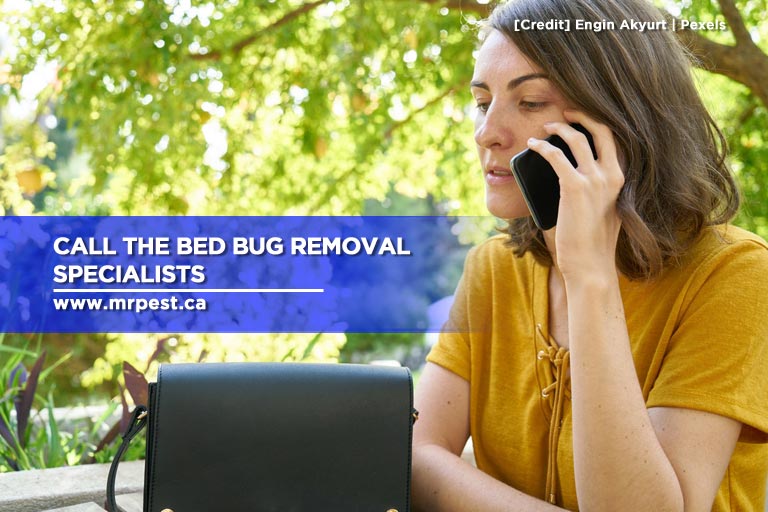 Call the bed bug removal specialists