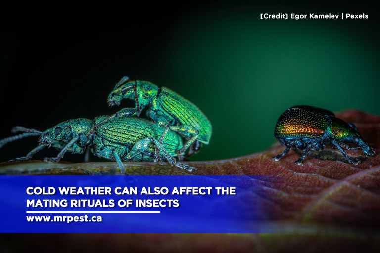Cold weather can also affect the mating rituals of insects
