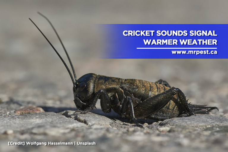 Cricket sounds signal warmer weather