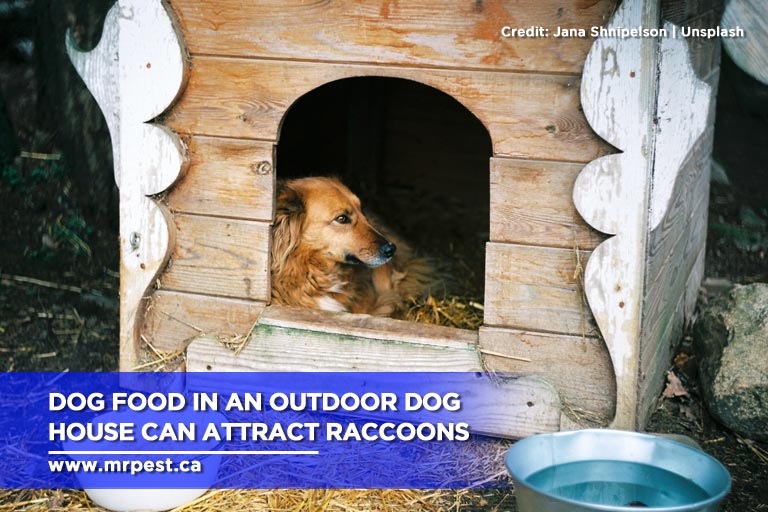 Dog food in an outdoor dog house can attract raccoons