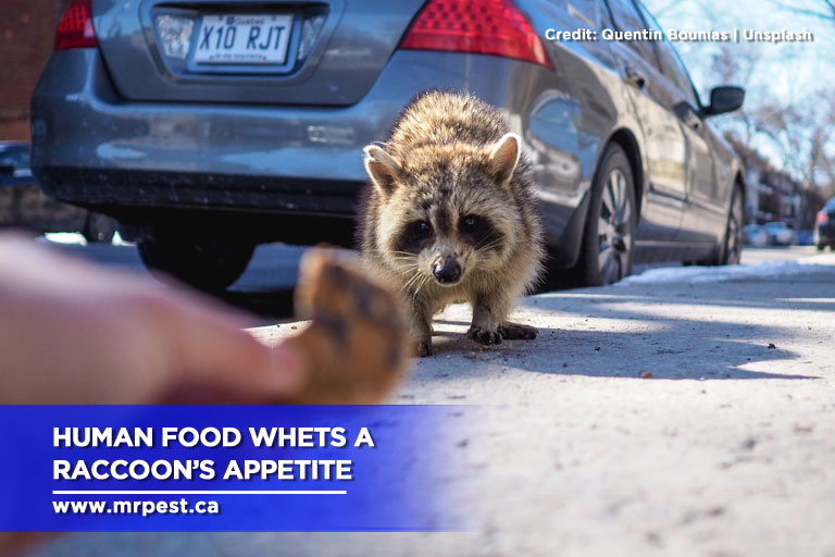 Human food whets a raccoon’s appetite