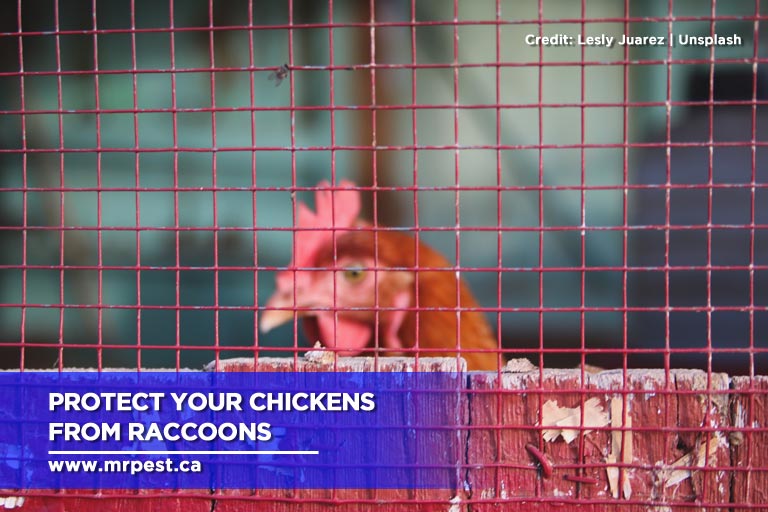Protect your chickens from raccoons