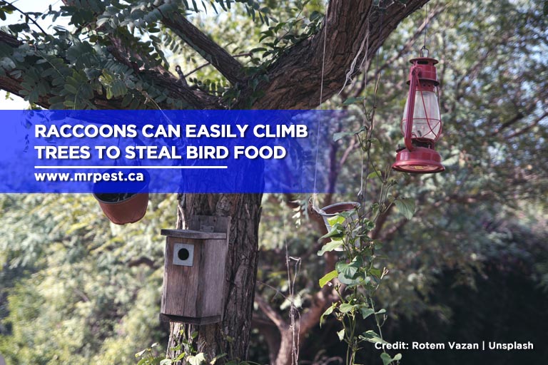 Raccoons can easily climb trees to steal bird food