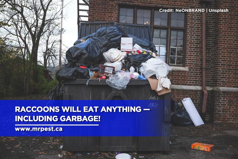 Raccoons will eat anything — including garbage!