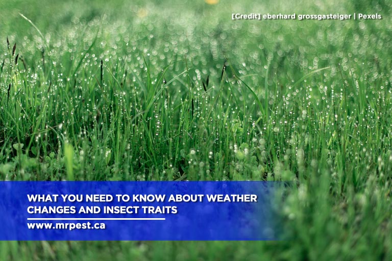 What You Need to Know About Weather Changes and Insect Traits