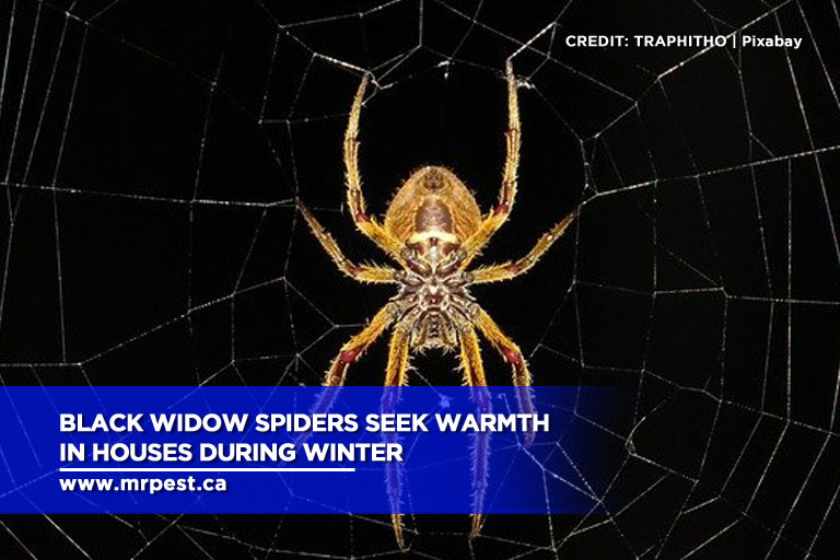 Black widow spiders seek warmth in houses during winter