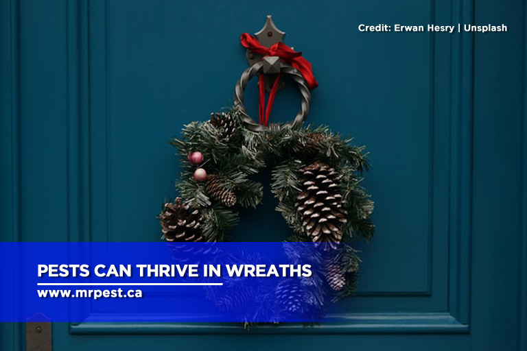 Pests can thrive in wreaths