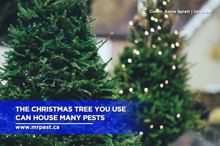 The Christmas tree you use can house many pests