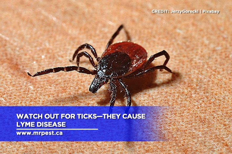 Watch out for ticks—they cause Lyme disease