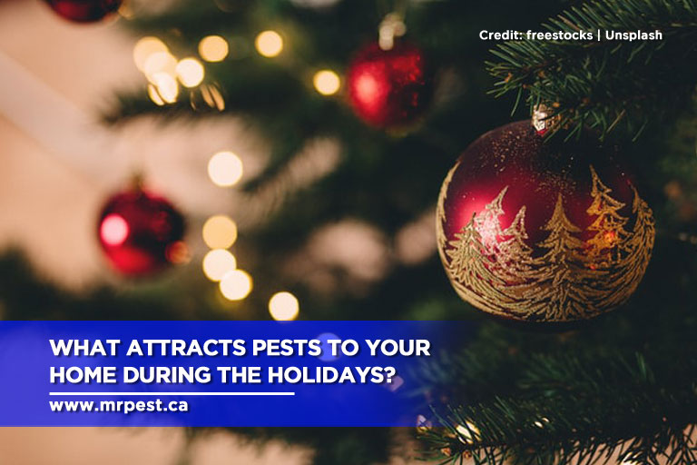 What Attracts Pests to Your Home During the Holidays?