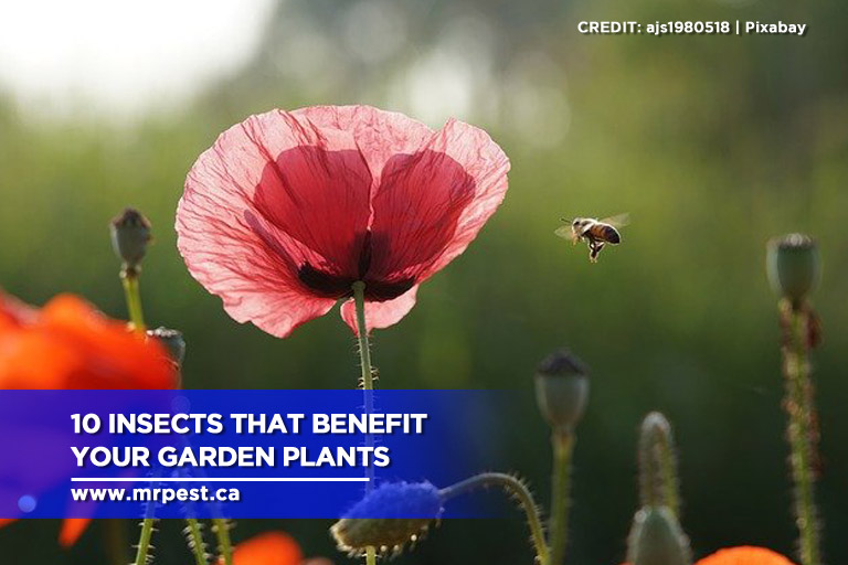 10 Insects That Benefit Your Garden Plants