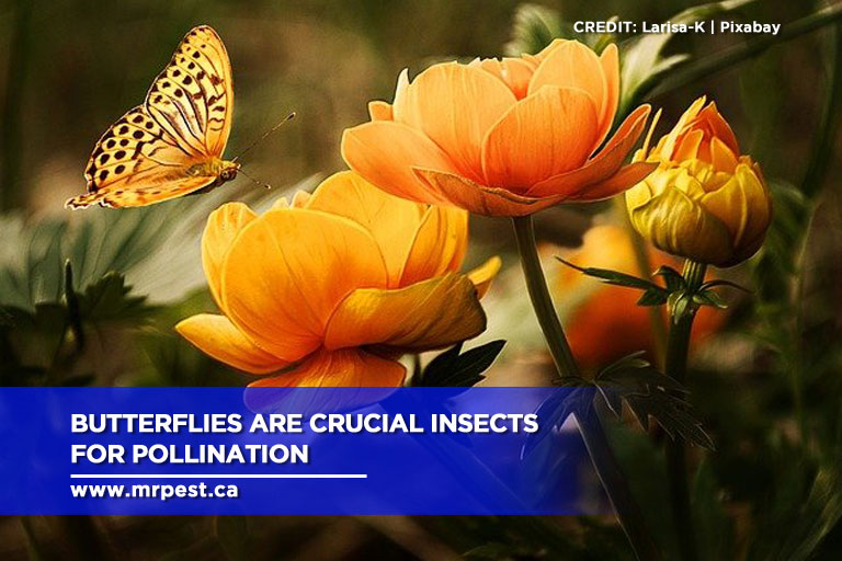 Butterflies are crucial insects for pollination