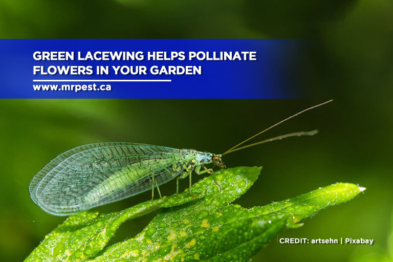 Green lacewing helps pollinate flowers in your garden