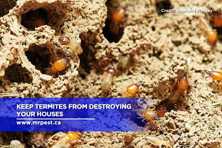 Keep termites from destroying your houses