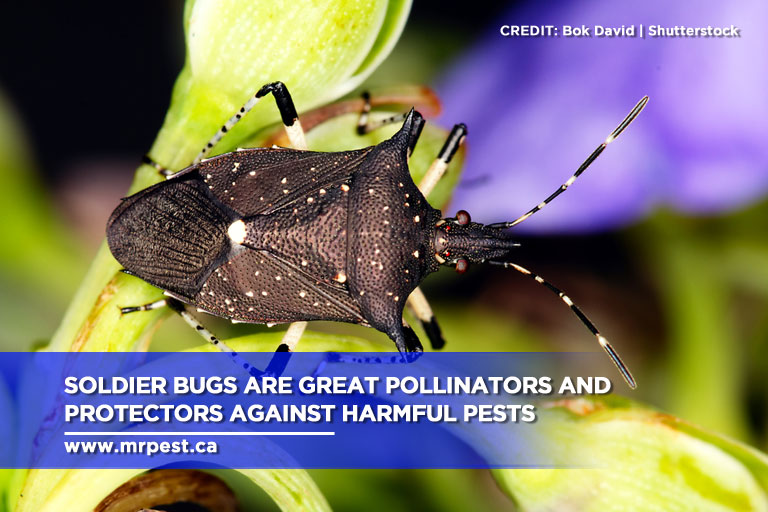 Soldier bugs are great pollinators and protectors against harmful pests