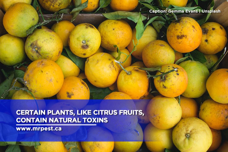 Certain plants, like citrus fruits, contain natural toxins