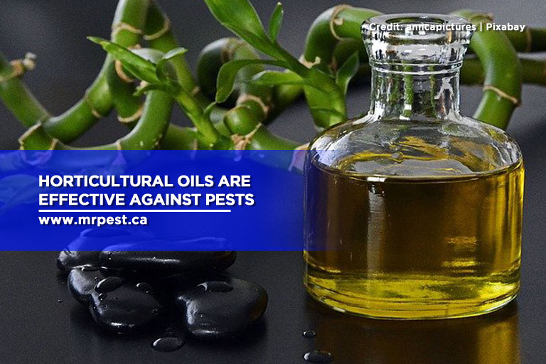 Horticultural oils are effective against pests