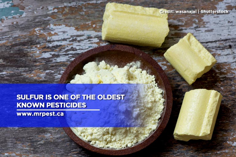 Sulfur is one of the oldest known pesticides