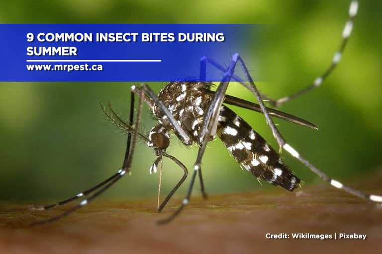 9 Common Insect Bites During Summer - Mr Pest Control 9 Common Insect Bites During Summer - Mr Pest Control