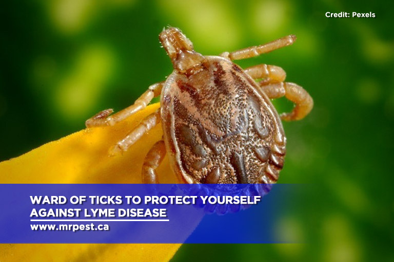 Ward of ticks to protect yourself against Lyme disease