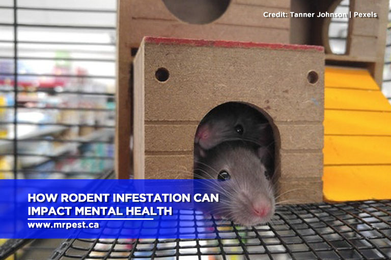 Rodent infestation shop