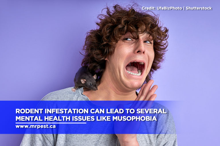 Rodent infestation can lead to several mental health issues like musophobia