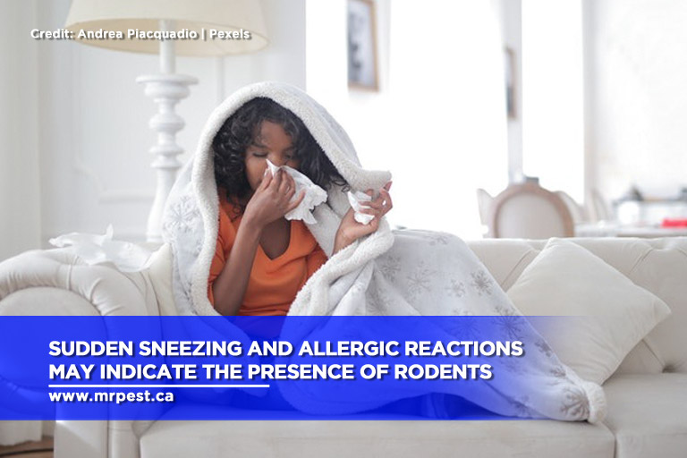 Sudden sneezing and allergic reactions may indicate the presence of rodents