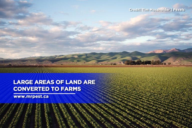 Large areas of land are converted to farms