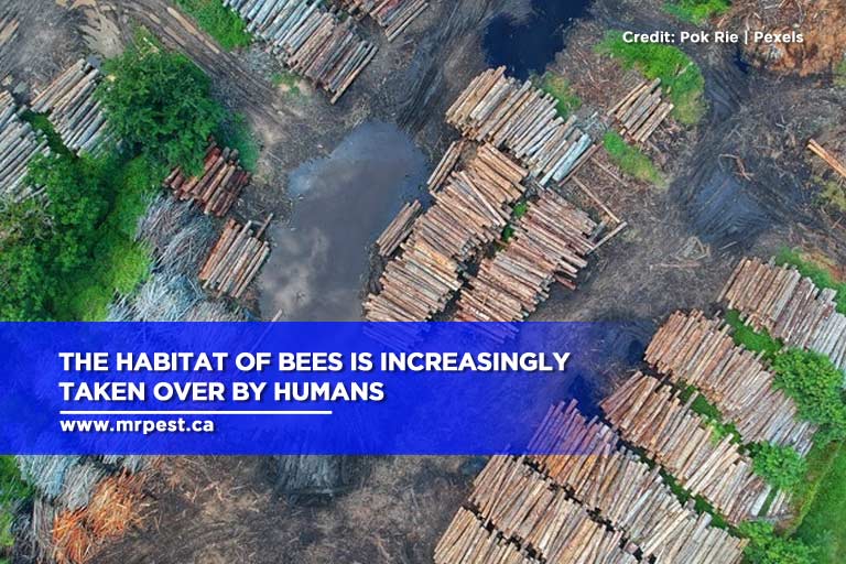 The habitat of bees is increasingly taken over by humans