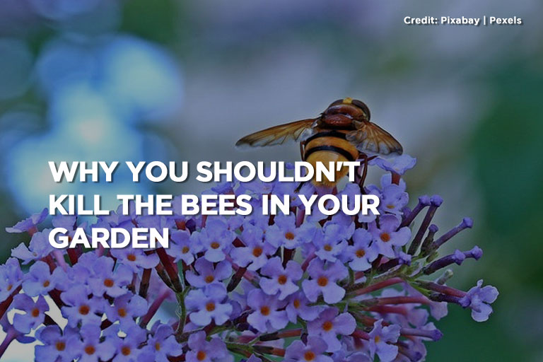 Why You Shouldn't Kill the Bees in Your Garden