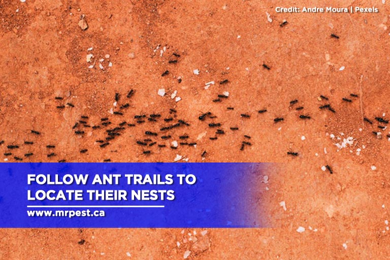 Follow ant trails to locate their nests